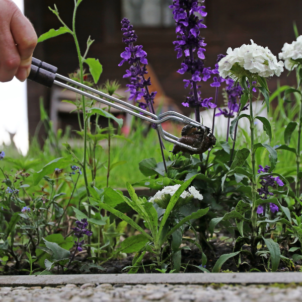 Natural ways to get rid of Slugs and Snails