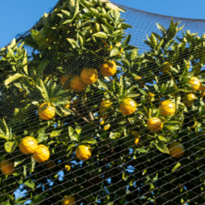 Fruit tree bird netting for protecting fruit trees