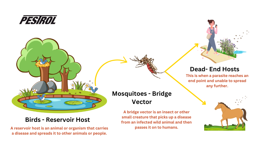 how does EEE Spread Eastern Equine Encephalitis (EEE)