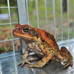 Frog inside a toad trap