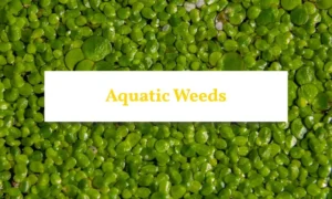 Dense aquatic weeds covering the surface of a small pond.