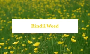 Bindii weed treatment applied to lawn with visible Bindii plants