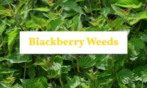 Blackberry weed creeping along the ground, spreading in the garden
