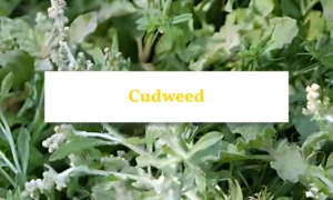 lose-up of cudweed leaves showing woolly texture