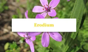 Close-up of Erodium weed with deeply lobed leaves and small pink flowers.