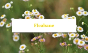 A close-up of Fleabane weed showing delicate white flowers with yellow centres and green leaves.