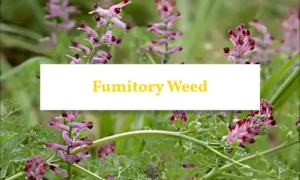 Hand-pulling fumitory weeds from garden soil