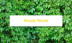 Dense woody perennial weeds overtaking a raised garden bed