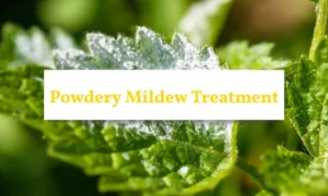Leaves with a powdery mildew + powdery mildew treatment