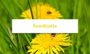 Close-up of young Sowthistle rosette with soft, spiny-edged leaves