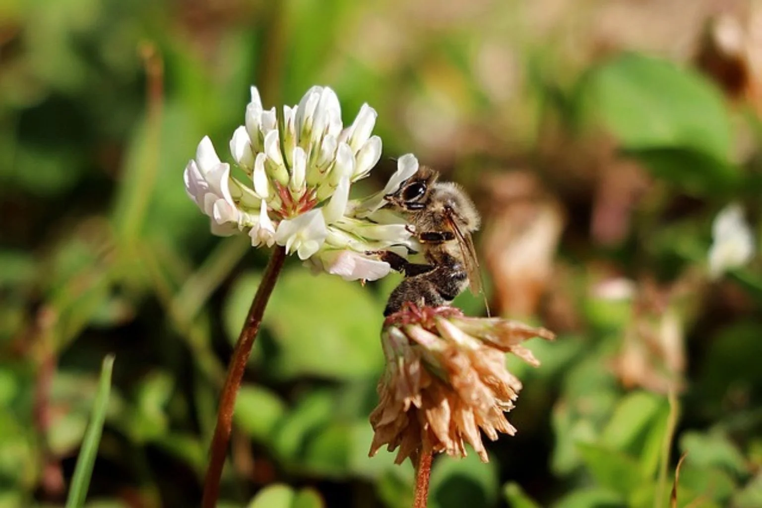 White Clover - Pestrol Australia (1) Detailed view of a blooming white clover flower head