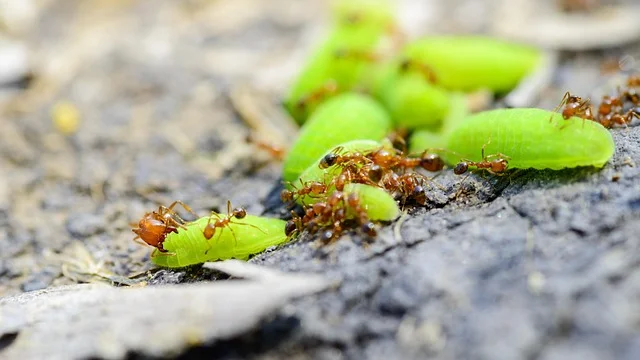 Pestrol Australia -Permethrin (1) A group of ants feeding on fallen fruit outdoors.