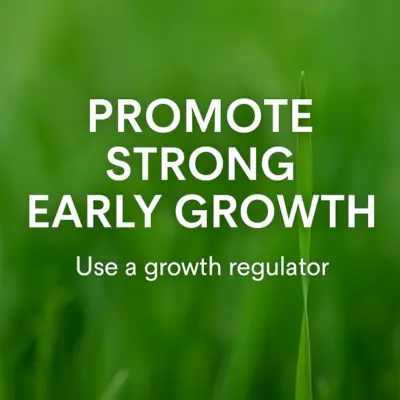 Stop Weeds before they start (1) Healthy green grass blade promoting early lawn growth with message: Promote Strong Early Growth – Use a growth regulator.