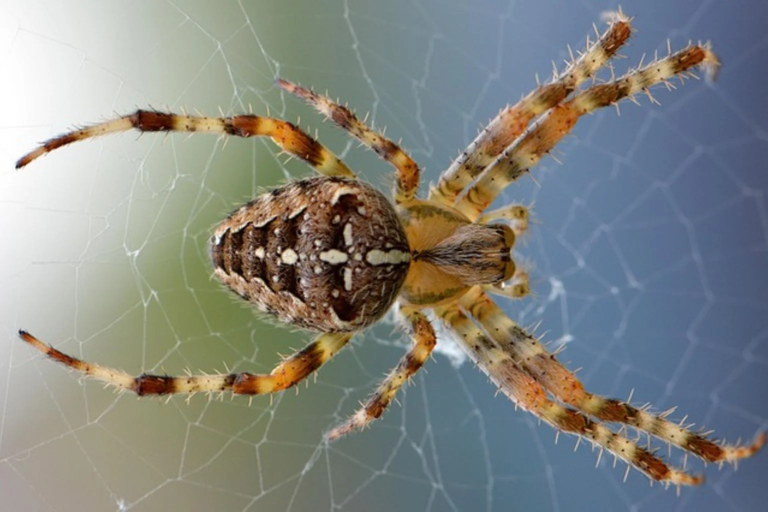 permethrin - Pestrol Australia (3) A spider sitting at the centre of its web targeted by permethrin