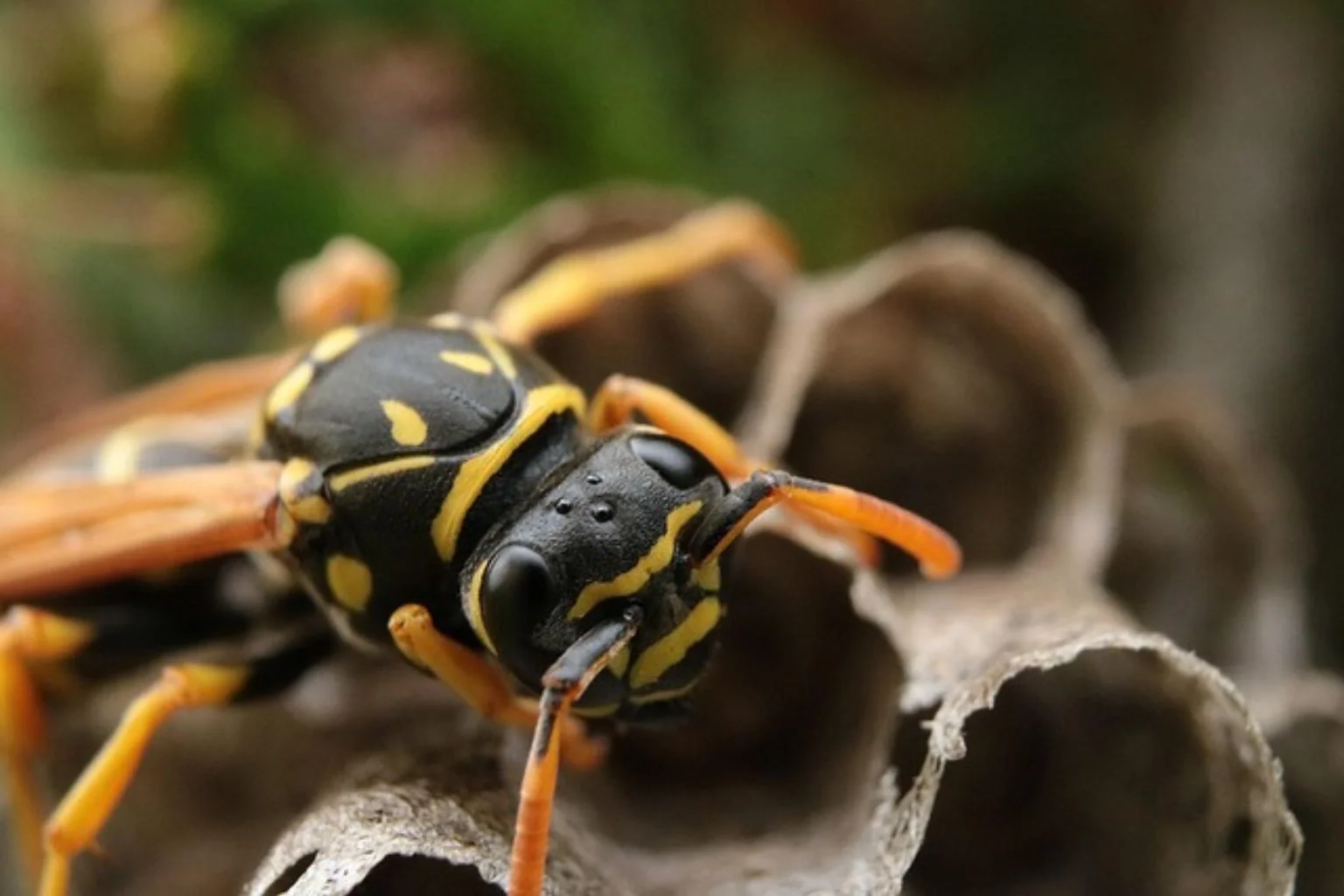 permethrin - Pestrol Australia (4) A European wasp resting on its papery nest.