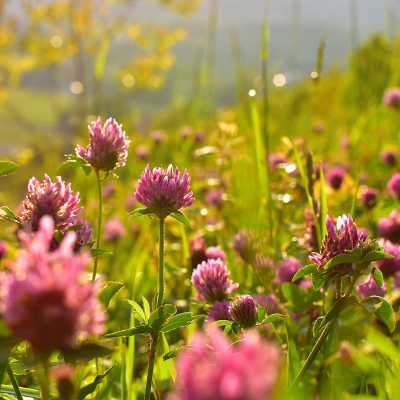 Red Clover Red Clover weed with pinkish-purple flower heads in an Australian garden setting