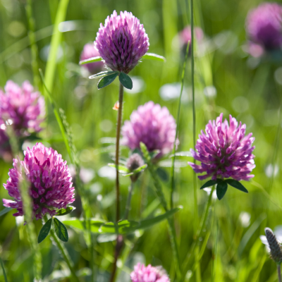Strawberry Clover Close-up of Strawberry Clover weed with pink flower heads growing in an Australian lawn