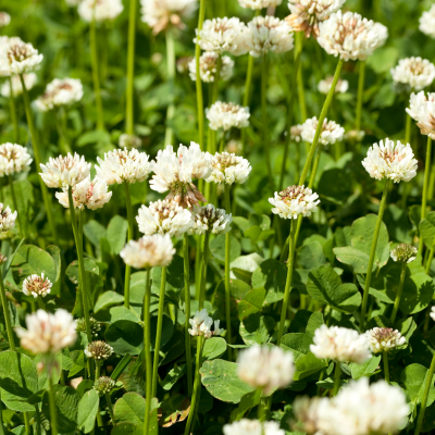 White Clover White Clover weed with white flower heads growing densely in an Australian lawn
