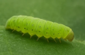 Green caterpillar on a green leaf, common garden pest feeding on foliage.