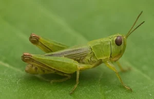 Green grasshopper on a leaf, plant-eating garden pest with large hind legs.