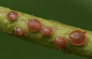 Cluster of brown scale insects attached to a plant stem, sucking sap from garden plants.