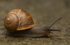 Brown garden snail crawling on a stone surface, a common mollusk pest in gardens.