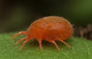 Close-up of a red spider mite on a green leaf, common garden pest.