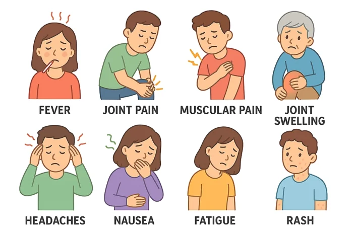 Symptoms of Chikungunya Cartoon illustrations showing Chikungunya symptoms: fever, joint pain, muscular pain, joint swelling, headaches, nausea, fatigue, and rash.