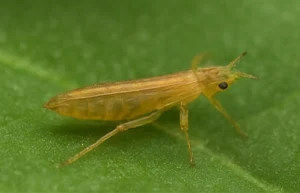 Close-up of a yellow thrip insect on a green leaf, common garden pest damaging plants.