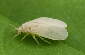 Whitefly insect on a leaf, a soft-bodied flying pest harmful to crops and garden plants.