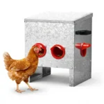 Brown hen feeding from a 4-Port Galvanised Steel Hopper Feeder, showing its durable design and easy access for poultry.